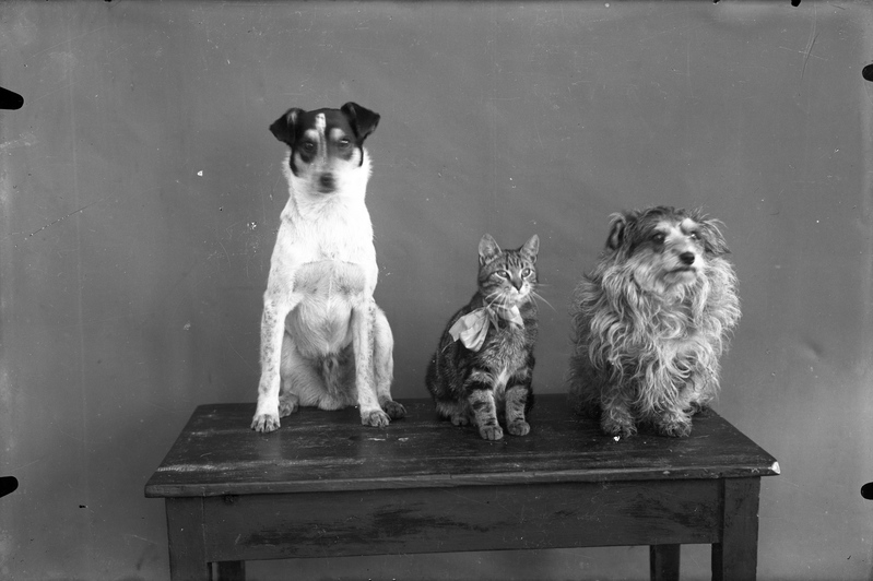 Koer, kass ja koer.