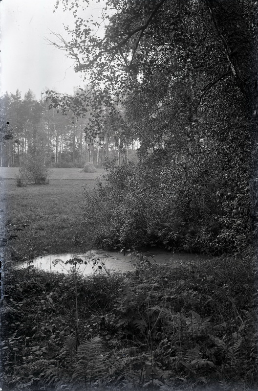 Vaade ojale
