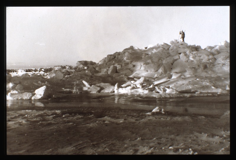 Hülgekütt jääkrunnil