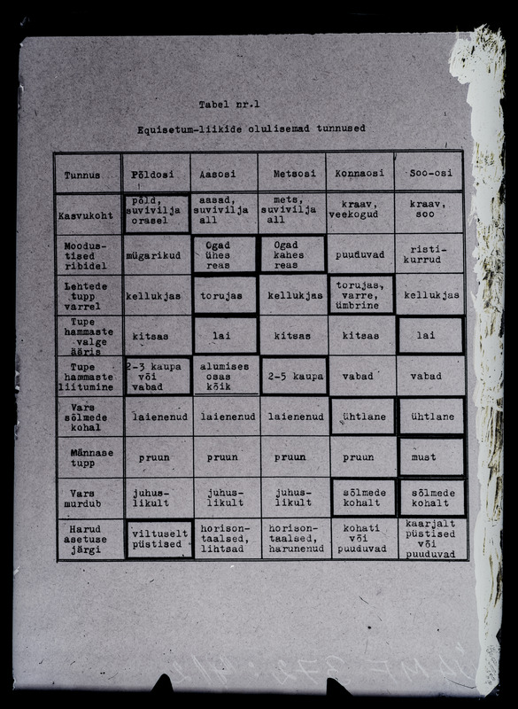Klaasnegatiiv. Osjad.