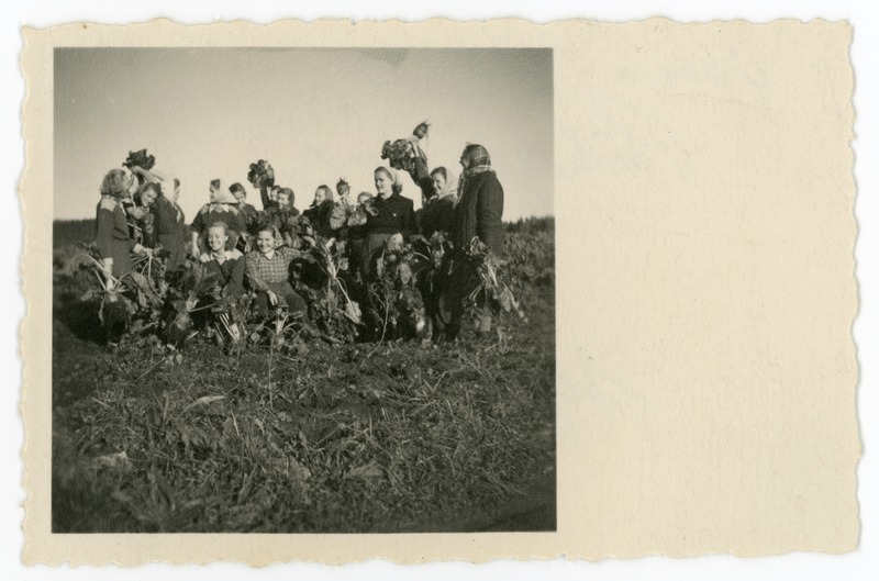 Pühajärve kolhoosis, september 1953