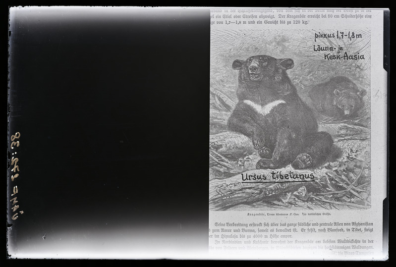 Ursus tibetanus