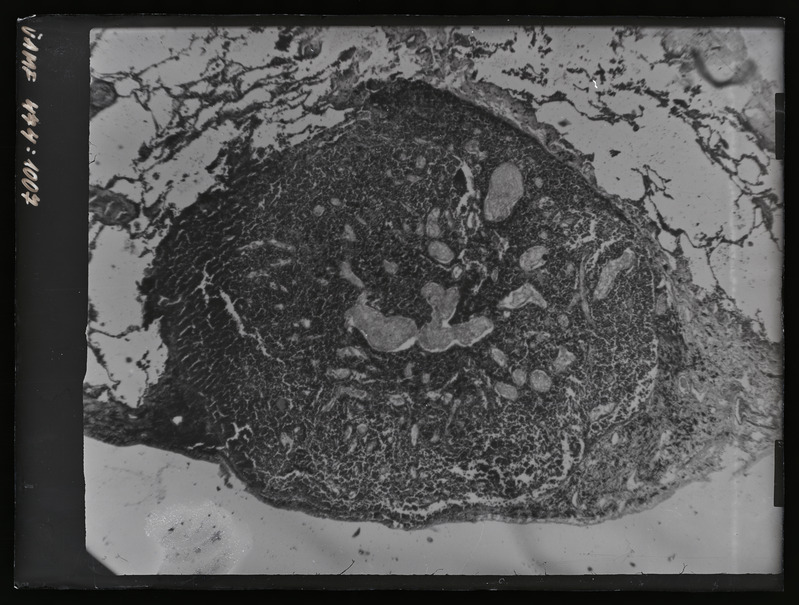 Füüsilise antropoloogia pildistus