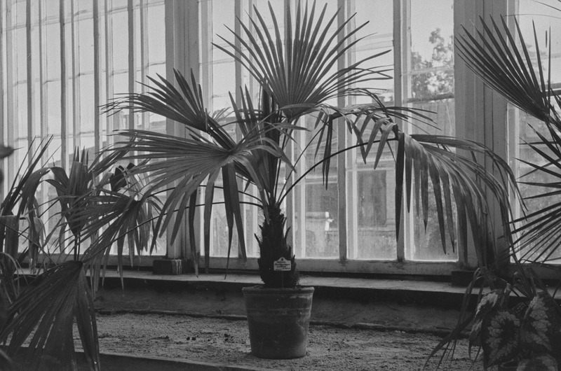Tartu ülikooli botaanikaaias. Palmid. 1955. a.
