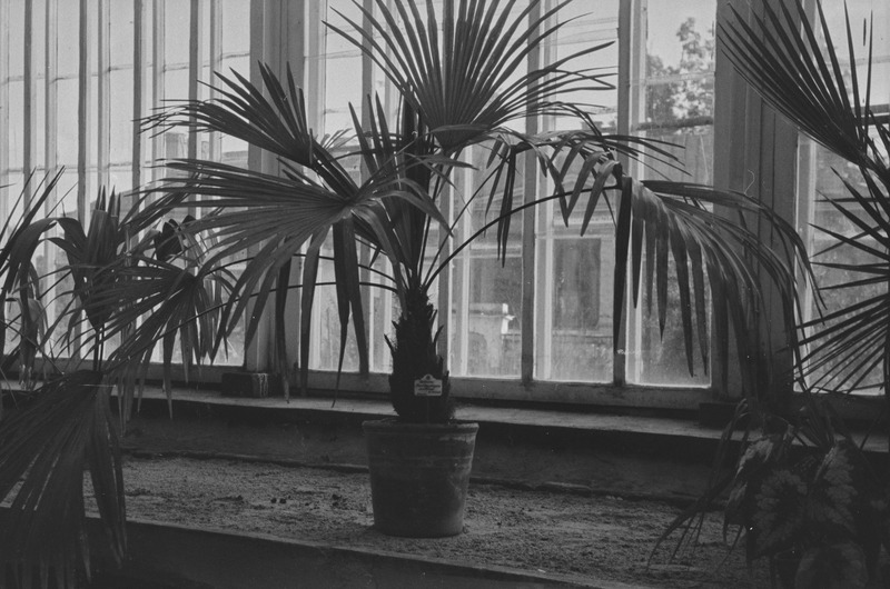 Tartu ülikooli botaanikaaias. Palmid. 1955. a.