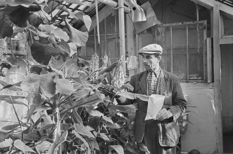 Tartu ülikooli botaanikaaia taimed, puud, põõsad 1955. a.