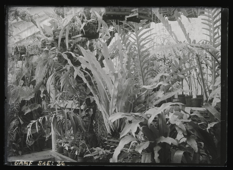 Taimed Tartu ülikooli botaanikaaias