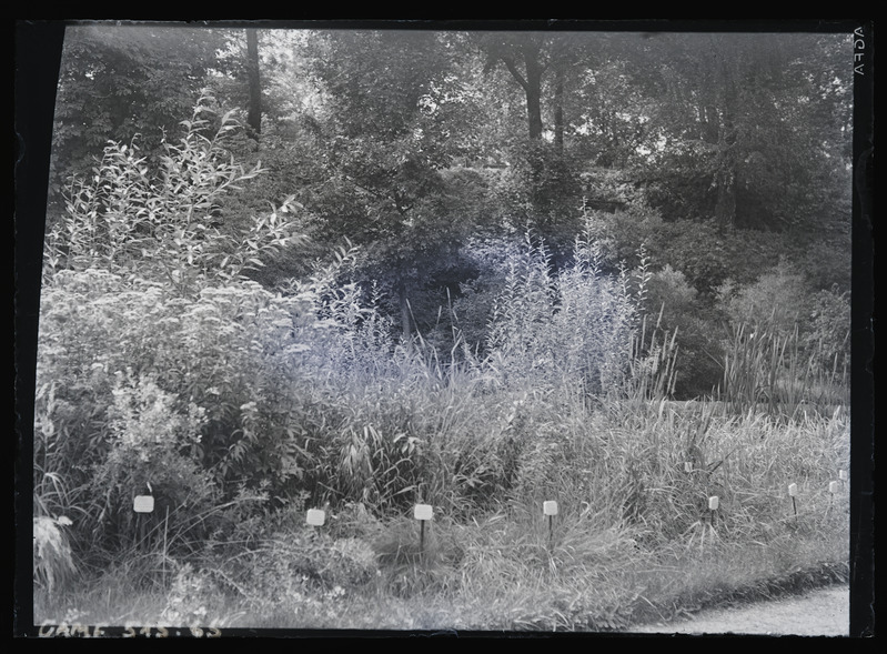 Taimed Tartu ülikooli botaanikaaias