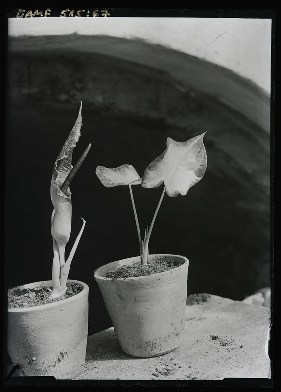 Taimed Tartu ülikooli botaanikaaias