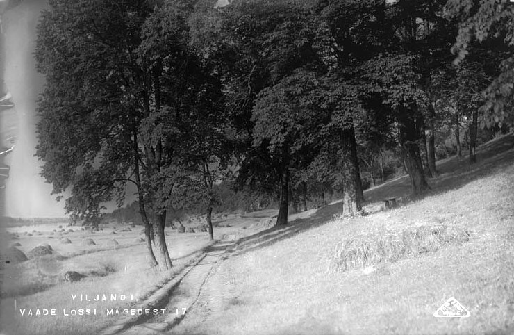 fotonegatiiv, Viljandi, Järveäärne heinamaa