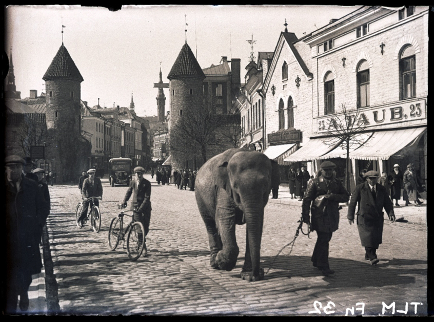 Tallinn, elevant Viru tänaval.
