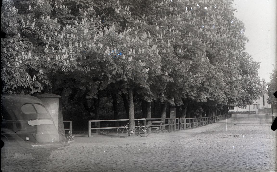 Kuressaare pargi nurk õitsvate hobukastanitega Pargi ja Lossi tänavate ristumiskohas
