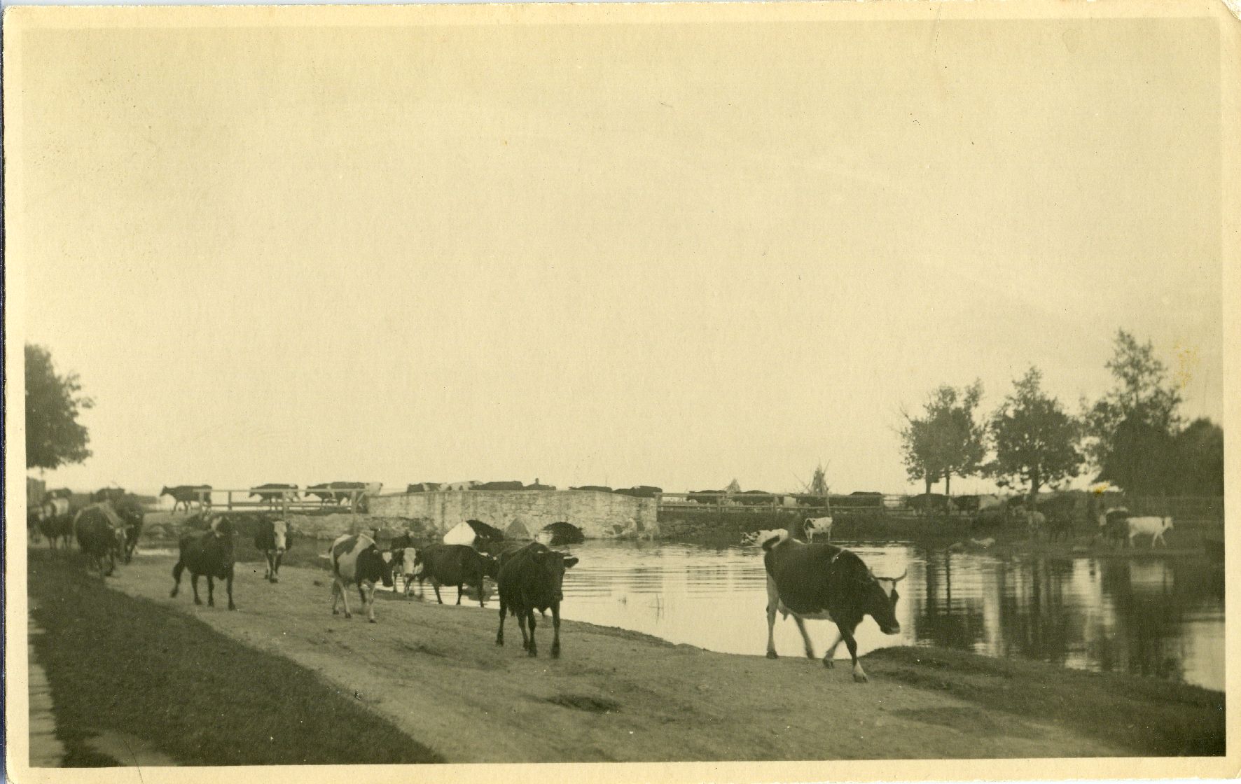 Kuressaare linn, lehmad mööda Tori silda ja teed koju tulemas