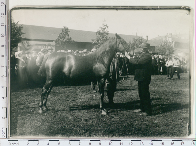 The best body-building horse in Tartu is an Estonian exhibition, which received the Ministry's honorary award in 1913