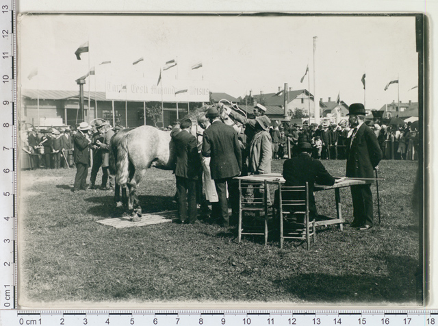 Measuring horses at the Estonian exhibition in 1913
