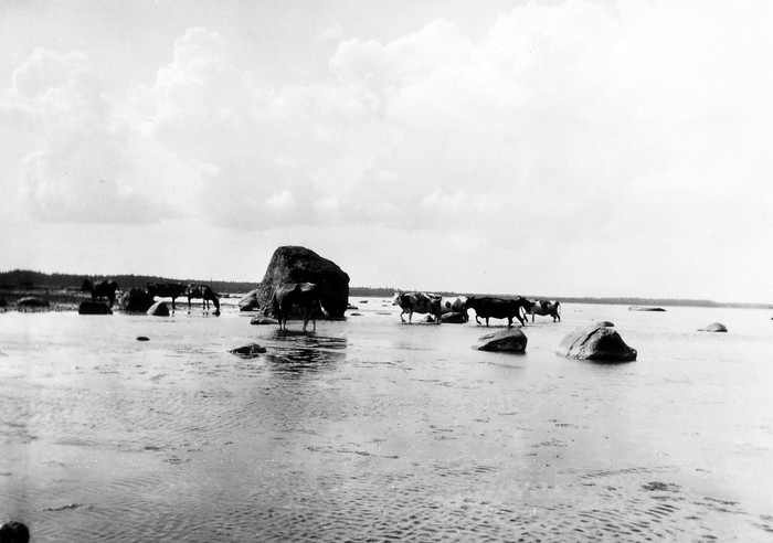 Kärdla beach, big stone, cows in water