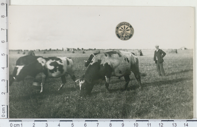 Ayrschire breed bull, Putkaste manor, Hiiumaa 1924