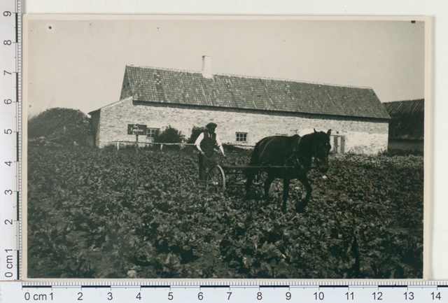 Kitchen beet "Giptuse" seat field in Sandla Manor, Saaremaa 1925