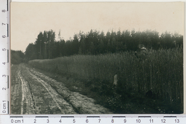 Rye field in an exemplary agr. I Melberg farm at Leevaku, Võrumaa 1924