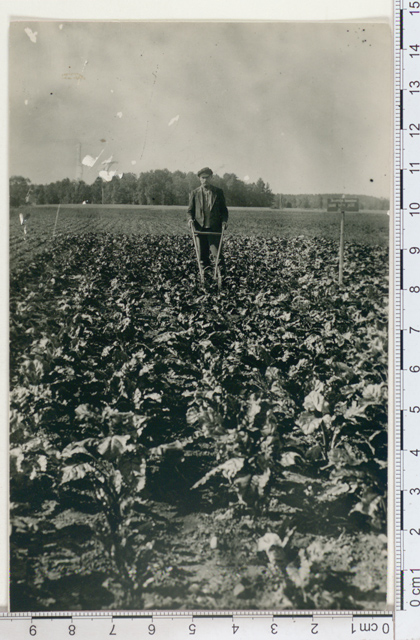 Luunja seed growing, vegetable growing hand "Planet - Junior" 1924