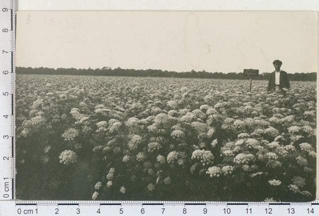 Animal carrots "Champion's" seed field in Sandla Manor, Saaremaa 1925