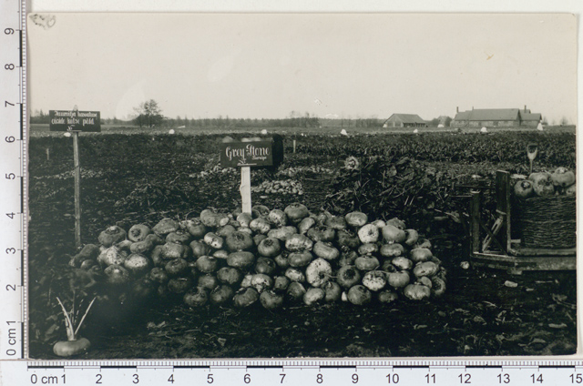 Cultivation of Luunja seeds, experimental field of vegetable cultivation, feedstuff Grey - Stone 1924