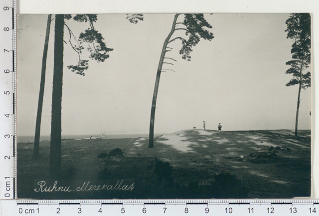 Ruhnu east coast, sea edge pine, sea, steam boat