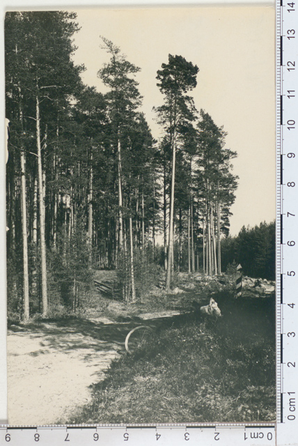 Pine forest near Verioja, Võrumaa 1924