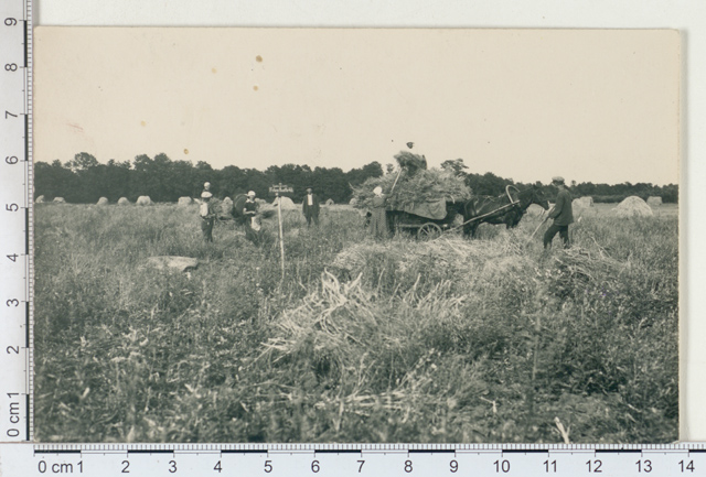 Harvesting seeds in Sandla Manor, Saaremaa 1925