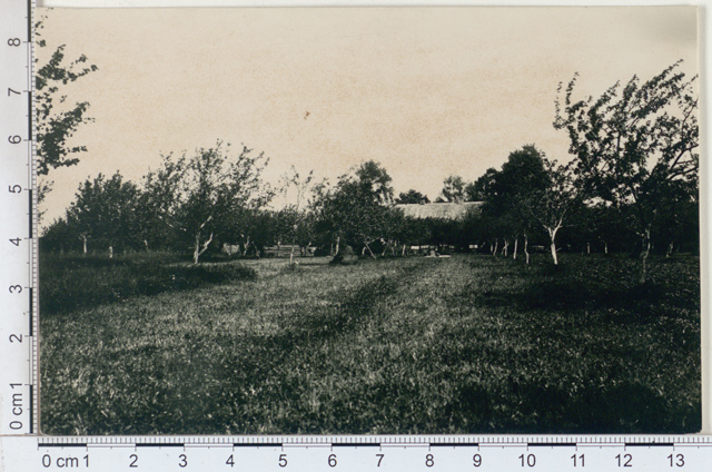 Exemplary apple tree garden at Leevaku Melberg Farm, Võrumaa 1924