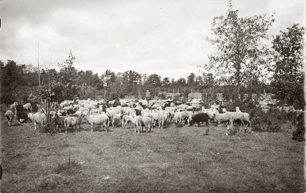 Sandla Manor sheep bear , Saaremaa 1925