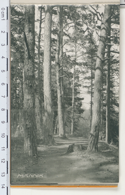 Estonian landscape, pine