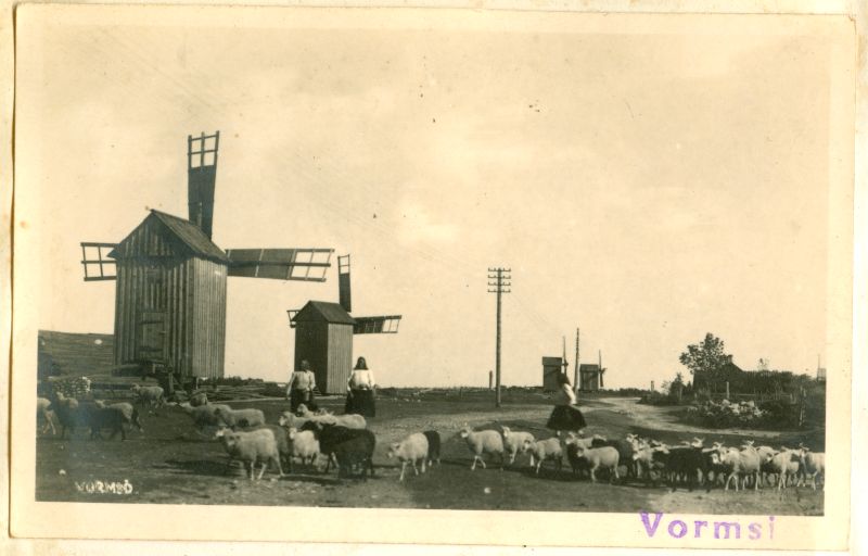 Photo. Vormsi landscape with windmills and sheep. 1939. Located in Hm 8606.