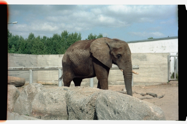 Elephant in Tallinn Animal Garden