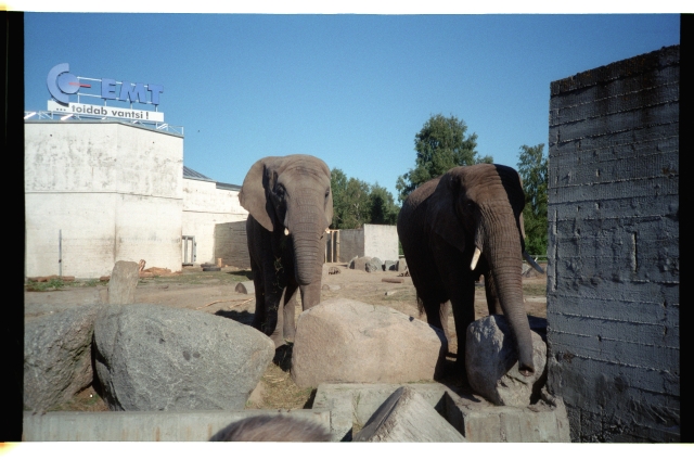 Emt advertising and elephants in Tallinn Animal Garden