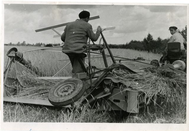 Grain harvest in the colony of the Harju district People's Winner