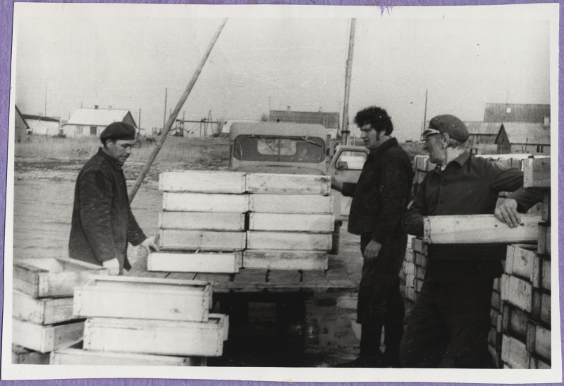 Haapsalu Fishing Inspectorate. Three men loading fish boxes from wood to platform. Behind the platform stands the car GAZ-69.