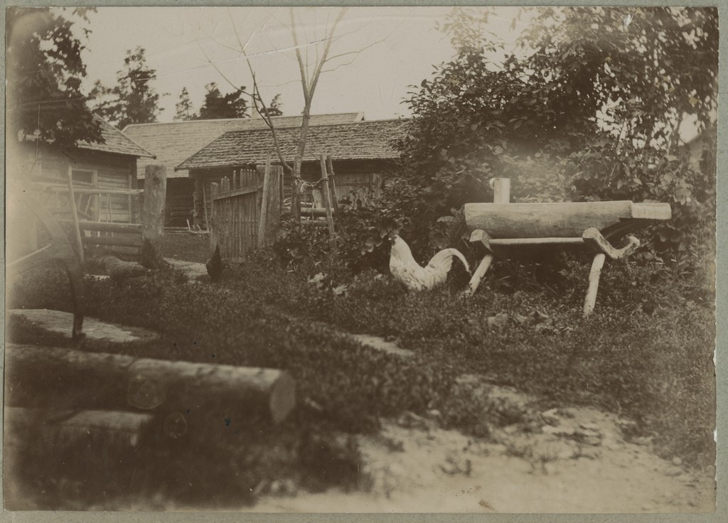 Kukk kanadega taluõuel / A rooster with a few chicken on a farmyard