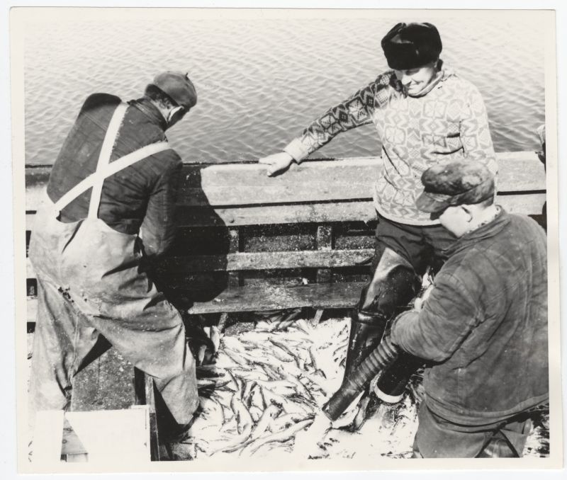 Fishermen of the "Hiiu Kalur" fishermen of the fishermen of the Harbour transfers the fish trawling.