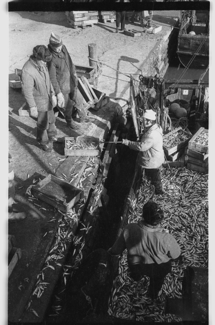 Viru Rand fishermen with rough catch in Toila Harbour