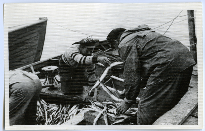Varbla Colhose I Fishing Brigade Fishers At the Purchase Point, transferring fish