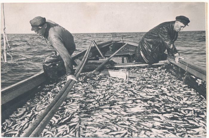 Photo. Haapsalu raj. Amd. Nahhimovi nim. Fishermen of colossal t. Pauts and a. Lepasaar with a rich grey harvest. 1961.