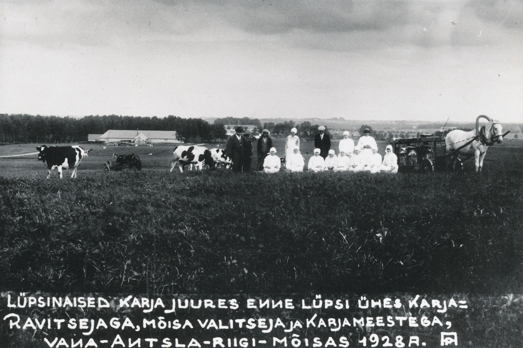 Photo. Lipsinaiset at the cattle in the Vana-Antsla National Manor in 1928.
