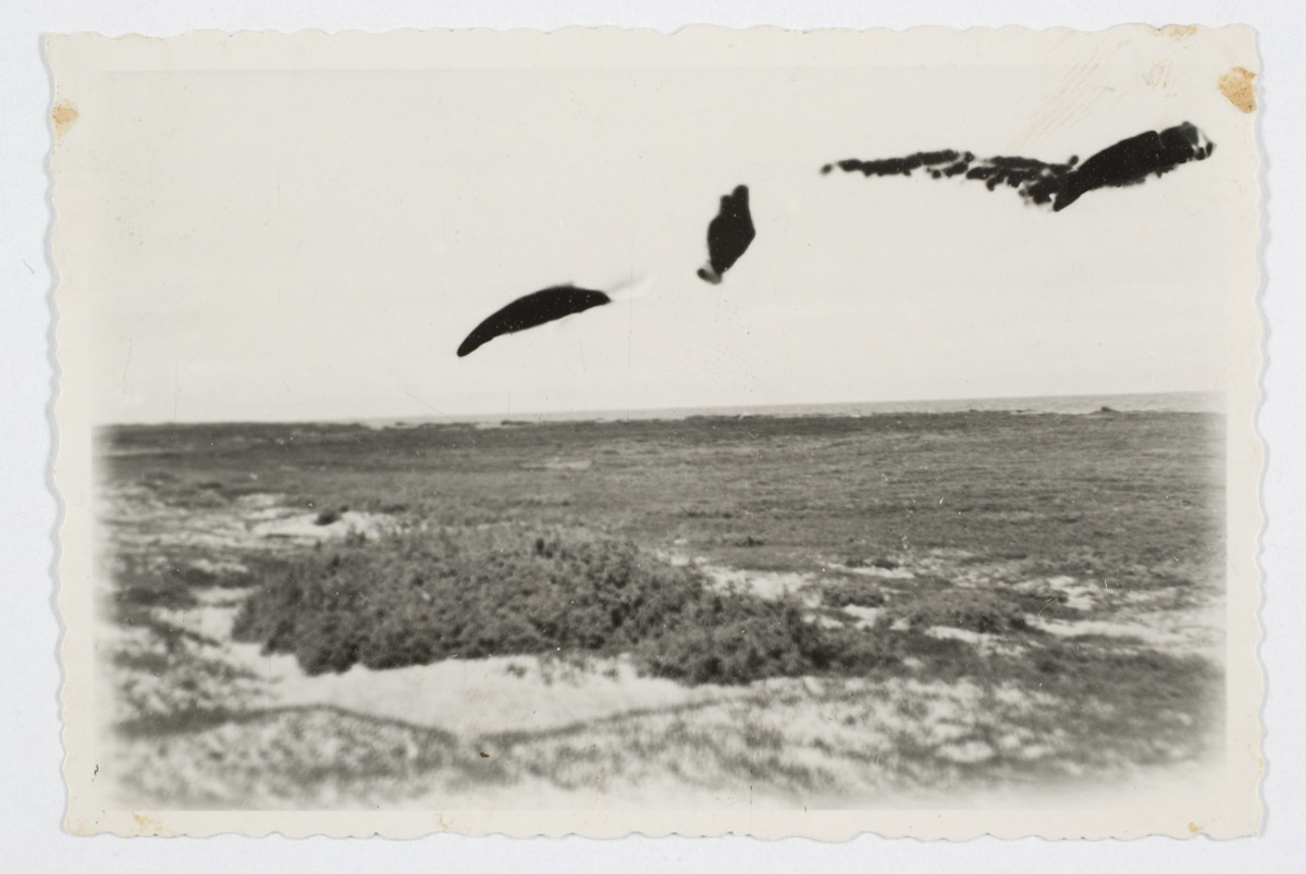 Prangli. A floating cadcave bush near Nüütisonna.