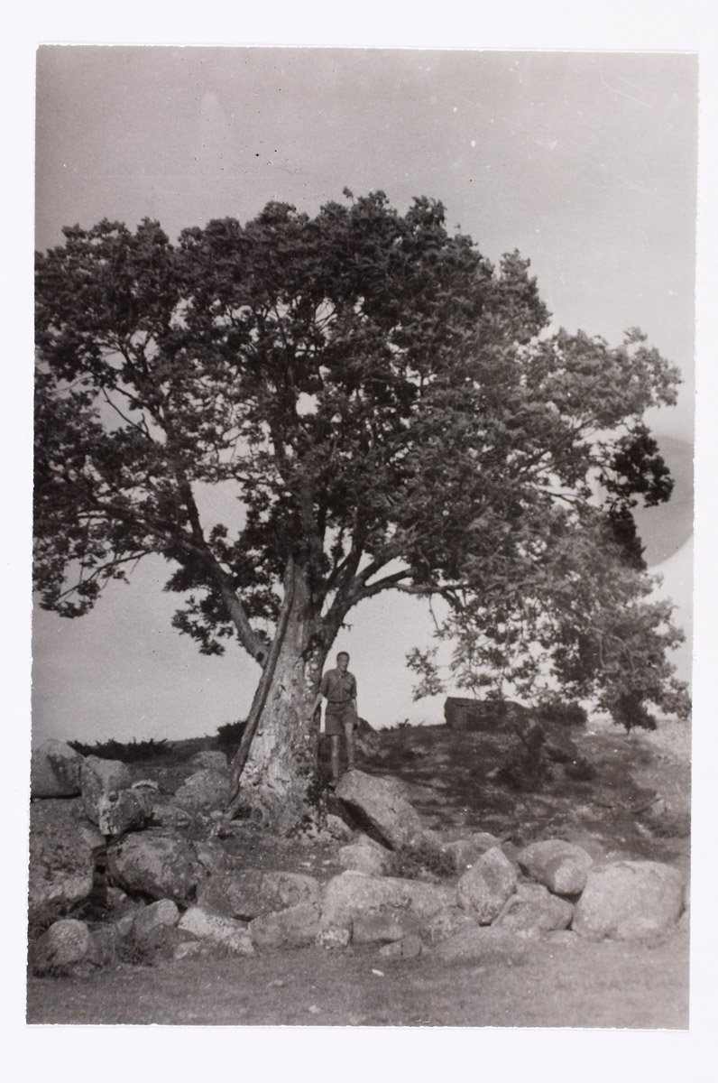 "aadam" - an indigenous island tree in the south-east of Osmussaare. "sten-krusaskiana".