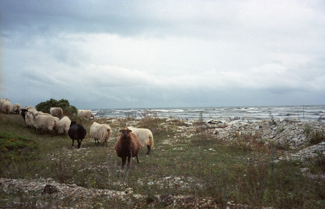 Sheep on the south coast