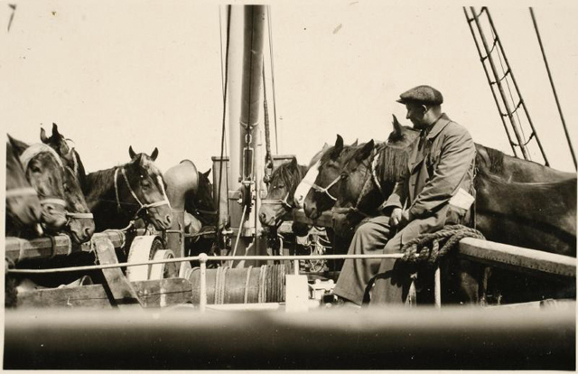 Travel company on the ship "Aegna" with horses