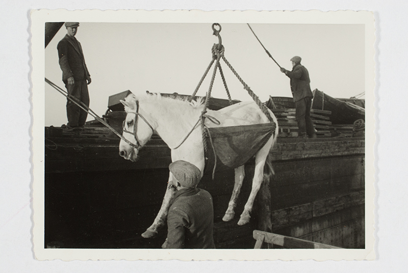 Osmussaare residents leave the island, the horse is lifted to the ferry with handwriting.