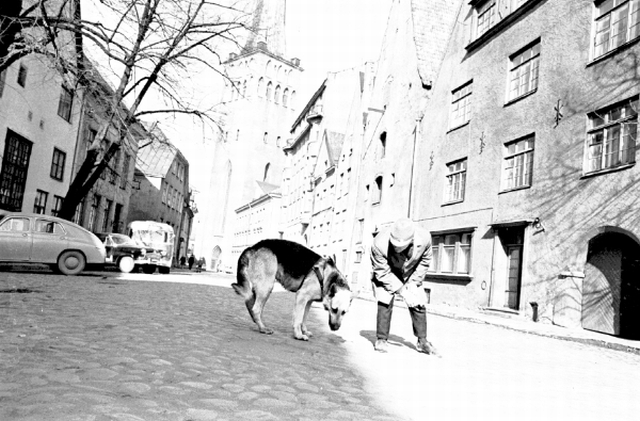 Dogs. Dog and man looking for something from the street of the Old Town of Tallinn.