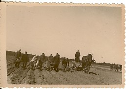 Photo, potatopanek in the village of Koord in 1952.